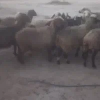 14راس میش داشتی|حیوانات مزرعه|فراشبند, |دیوار