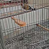 سهره چهار گل  قفس