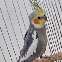 ۸ عدد عروس هلندی|پرنده|یزد, |دیوار