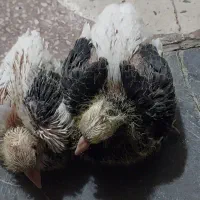 جفت سفید پاپر فنجونی پرنده طوقی طوق آبی شهری پلاکی|حیوانات|شیراز, شهرک سراج|دیوار