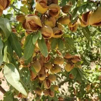 انواع نهال لیبل‌دار خشکبار