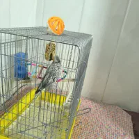 عروس هلندی گم شده