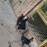 ۴ عددجوجه خروس گلین