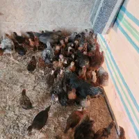 جوجه مرغ محلی ۱ ماهه