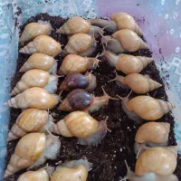 جوجه حلزون 2 سانتی|خزنده|شیراز, عادل آباد|دیوار