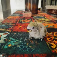 جوجه کوتوله سرلاکی