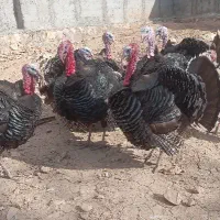 بوقلمون گوشتی ارگانیک