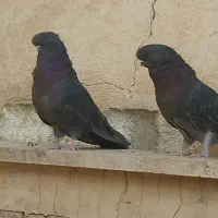 کفتر نوک قنار