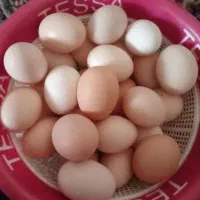 تخمه مرغ محلی