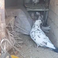 ۱۱عدد کفتر پرشی بازی کن