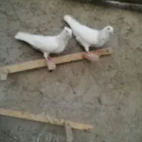 کبوتر خاک اره جعبه موزی|پرنده|زابل, |دیوار