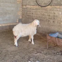 بره ماده مرودشت