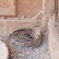 بلدرچین