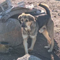 سگ عراقی|سگ|مشگین شهر, |دیوار