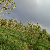 باغ|فروش دفتر صنعتی، کشاورزی، تجاری|ایواوغلی, |دیوار