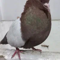 نرماده سرته سیاه وقهوی