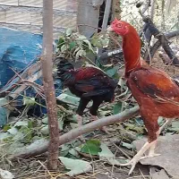 مرغ و خروس لاری دانگ بالا|حیوانات مزرعه|چوبر, |دیوار