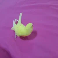 مرغ عشق|حیوانات|مسجد سلیمان, |دیوار