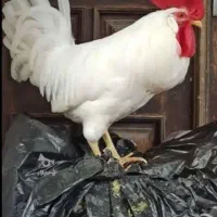 خروس سفید زیبا