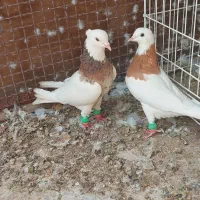 طوق سور نرماده