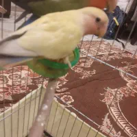 طوطی برزیلی|پرنده|کرج, اصفهانیها|دیوار