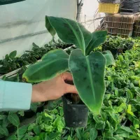 نهال موز کاوندیش(بسته ۵ عددی)