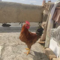 یه خروس بسیار زیبا و جوان