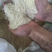 برنج هاشمی اعلاء درجه یک بدون خورد