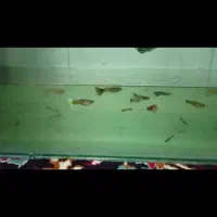 ماهی گوپی و فایتر|ماهی|اصفهان, فردوان|دیوار