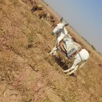 خر الاغ گلگی