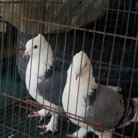 کبوتر سوز بوشهری