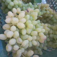 نهال انگور تضمینی با ضمانت کتبی|حراج|خرمدشت, |دیوار