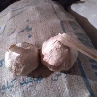 سیربذری
