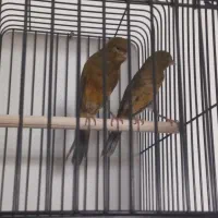 سوپری سوخته،اوپال،کبالت ،فائو جفتی،رسمی بلند|پرنده|تهران, جنت‌آباد جنوبی|دیوار