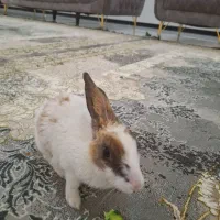 خرگوش