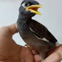 مرغ مینا گمشده
