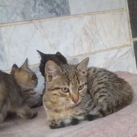 واگذاری گربه|گربه|مراغه, |دیوار