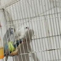 یه جفت فنچ یه جفت مرغ عشق