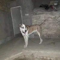 نگهبان باغ و گله، کارگاه و...