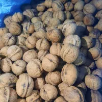 گردو محلی یکدست