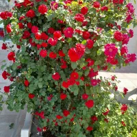 فروش یک عدد فیش عمره