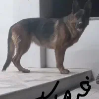 سگ ژرمن اصل فروشی ماده تربیت شده