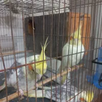 من به اندازه آواز پرنده زنده ام عروس و قناری|پرنده|یزد, |دیوار