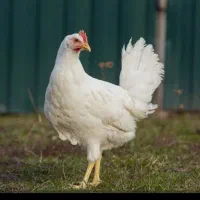 مرغ پیدا شده