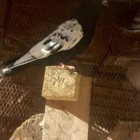 کبوتر|پرنده|خرمشهر, |دیوار