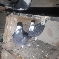 کفترشازده|پرنده|مزرعه کتول, |دیوار