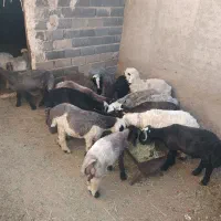 بره نر چاق