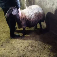 حیوانات مزرعه|حیوانات مزرعه|ماهنشان, |دیوار