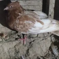 کبوتر بلی زرد|پرنده|سراوان, |دیوار