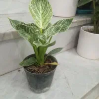 گل اپارتمانی برکه|گل و گیاه طبیعی|یزد, |دیوار